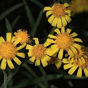 Senecio nevadensis Boiss. & Reut.