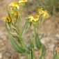 Senecio pyrenaicus L. subsp. granatensis (Boiss.) Rivas Mart.