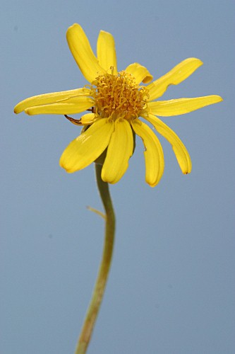 Senecio pyrenaicus L. subsp. granatensis (Boiss.) Rivas Mart.