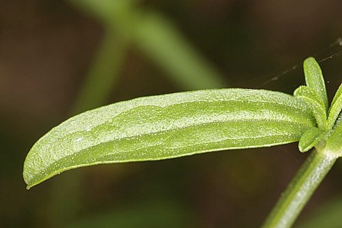 Sideritis arborescens Benth.