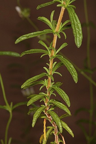 Sideritis arborescens Benth.
