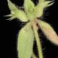 Sideritis romana L.