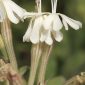 Silene andryalifolia Pomel