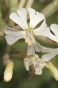 Silene andryalifolia Pomel
