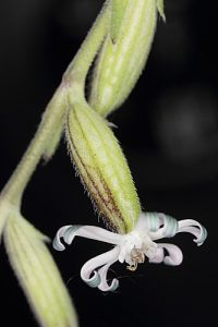 Silene ciliata Pourr.