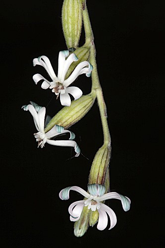 Silene ciliata Pourr.