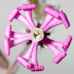 Silene colorata Poir.