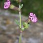 Silene colorata Poir.