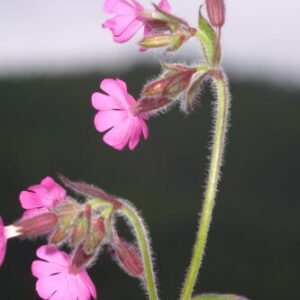 Silene dioica (L.) Clairv.