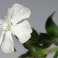 Silene latifolia Poir.