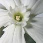 Silene latifolia Poir.