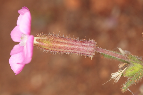 Silene littorea subsp. adscendens (Lag.) Rivas Goday