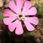 Silene littorea subsp. littorea Brot.