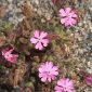 Silene littorea subsp. littorea Brot.