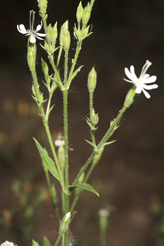 Silene mollissima (L.) Pers.