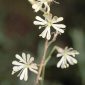 Silene nutans L.