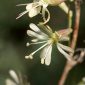 Silene nutans L.