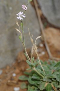 Silene obtusifolia Willd.