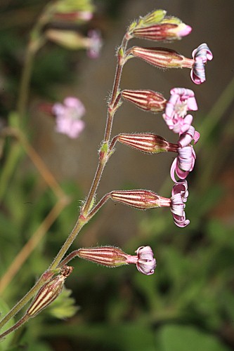 Silene obtusifolia Willd.