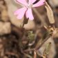 Silene psammitis subsp. lasiostyla (Boiss.) Rivas Goday