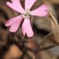Silene psammitis subsp. lasiostyla (Boiss.) Rivas Goday