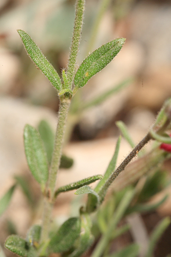Silene psammitis subsp. lasiostyla (Boiss.) Rivas Goday