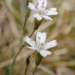 Silene rupestris L.