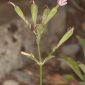 Silene tomentosa Otth