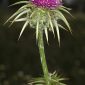 Silybum marianum (L.) Gaertn.