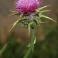 Silybum marianum (L.) Gaertn.