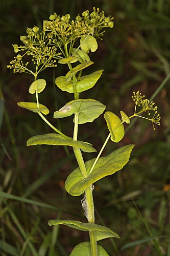 Smyrnium perfoliatum L.