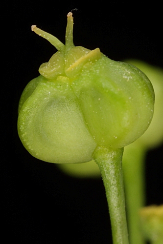 Smyrnium perfoliatum L.