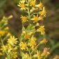 Solidago virgaurea L.