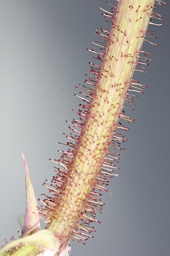 Sonchus oleraceus L.