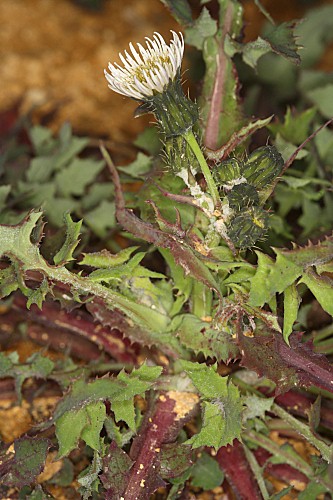 Sonchus oleraceus L.