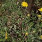 Sonchus tenerrimus L.