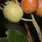 Sorbus aria (L.) Crantz