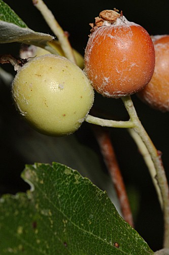 Sorbus aria (L.) Crantz