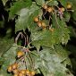 Sorbus torminalis (L.) Crantz