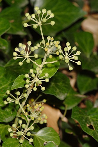 Sorbus torminalis (L.) Crantz