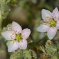 Spergularia marina (L.) Besser