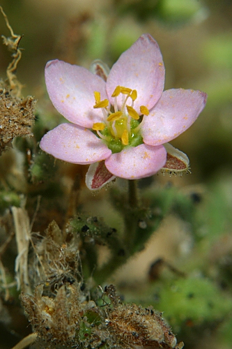 Spergularia marina (L.) Besser