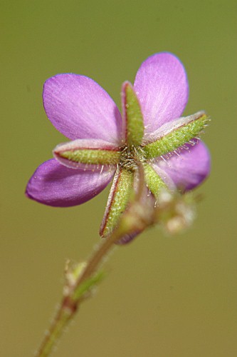 Spergularia purpurea (Pers.) G. Don fil.