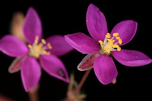 Spergularia purpurea (Pers.) G. Don fil.