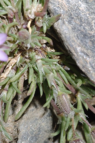 Spergularia rubra var. alpina (Boiss.) Willk. in Willk. & Lange