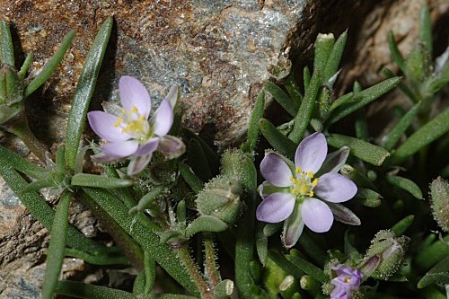 Spergularia rubra var. alpina (Boiss.) Willk. in Willk. & Lange