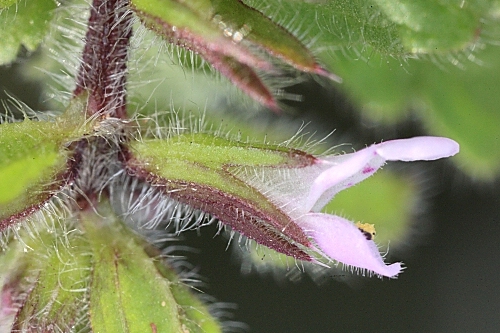 Stachys arvensis (L.) L.