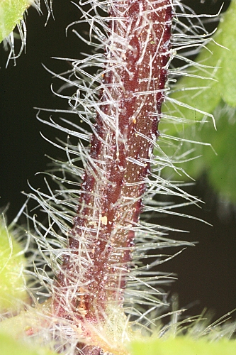Stachys arvensis (L.) L.