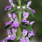 Stachys circinata L´Hér