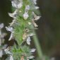 Stachys germanica L.